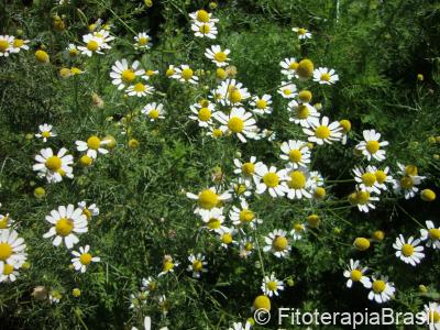 Matricaria chamomilla