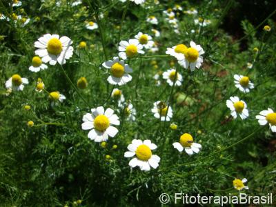 Matricaria chamomilla