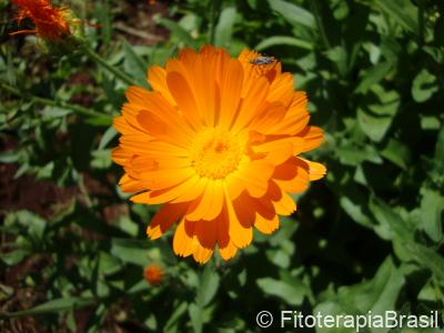 Calendula officinalis