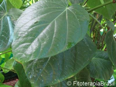 Piper methysticum