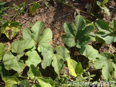 Cyaponia tayuya