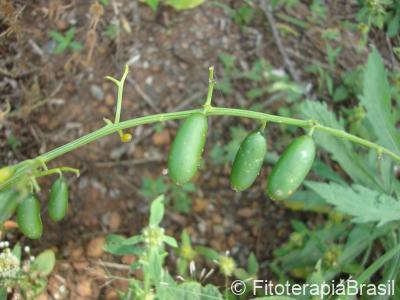 Cyaponia tayuya