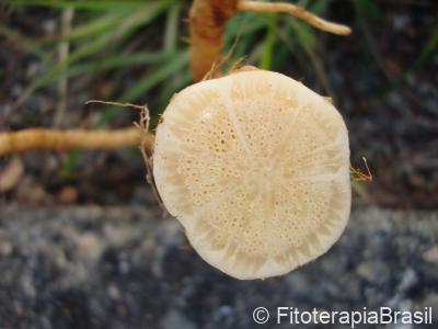 Cyaponia tayuya
