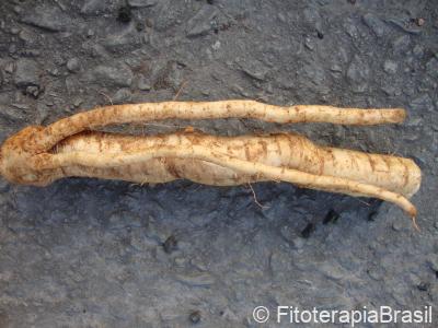 Cyaponia tayuya