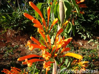 Flores