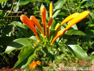 Pyrostegia venusta