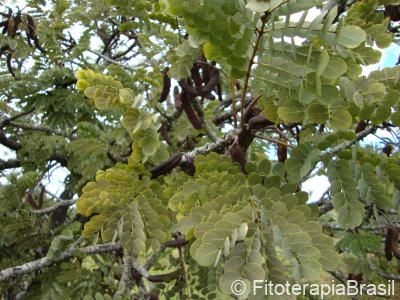 Stryphnodendron adstringens