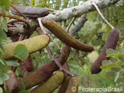 Frutos em vagens