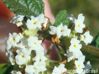 Flores