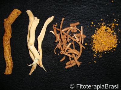 Maytenus ilicifolia
