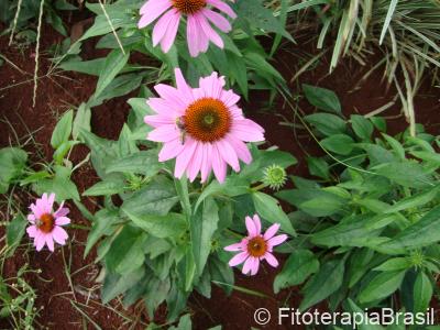 Flores