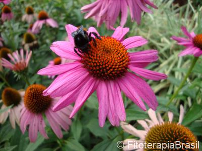 Echinacea purpurea