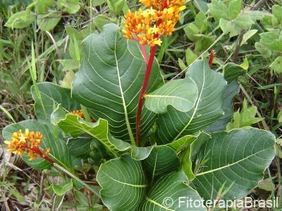 Planta jovem