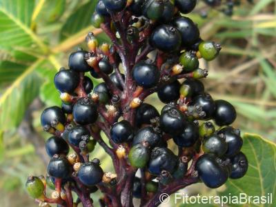 Frutos