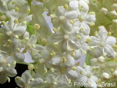 Sambucus australis