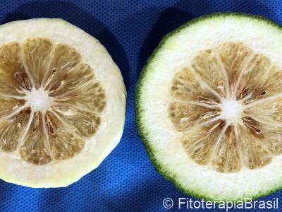 Citrus aurantium