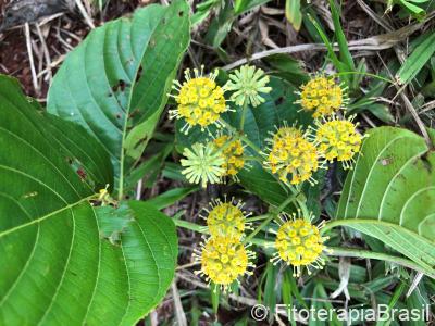 Uncaria tomentosa