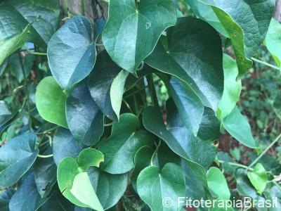 Tinospora cordifolia 