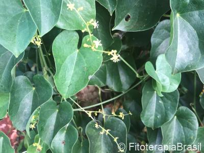 Tinospora cordifolia 