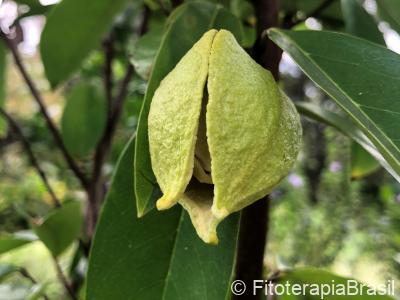 Annona muricata