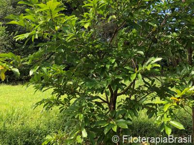 Annona muricata