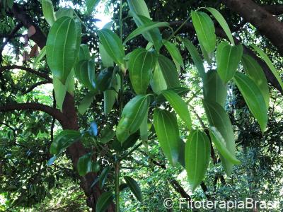 Cinnamomum zeylanicum
