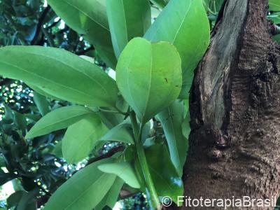 Cinnamomum zeylanicum
