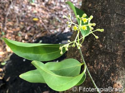 Cinnamomum zeylanicum