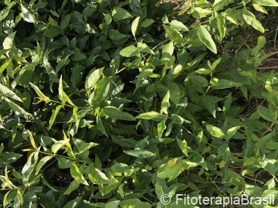 Pfaffia paniculata