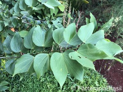 Bauhinia forficata