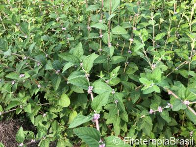 Lippia alba
