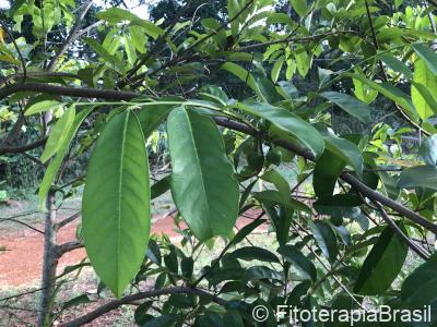 Annona muricata