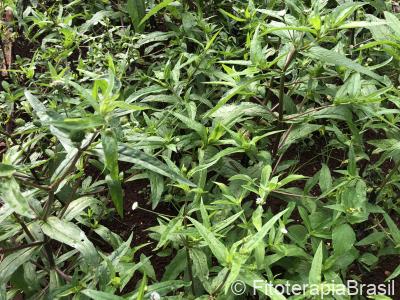 Eclipta prostata