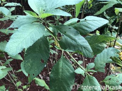 Cordia verbenacea