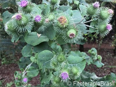 Arctium lappa