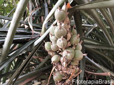 Bromelia antiacantha