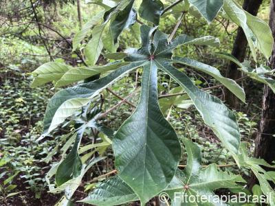 Cecropia pachystachya