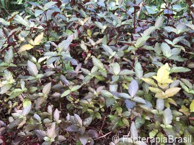 Alternanthera brasiliana