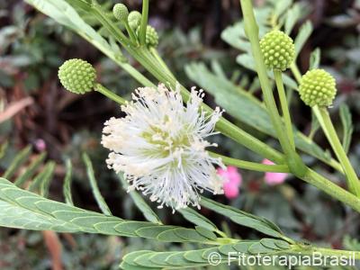 Anadenanthera colubrina