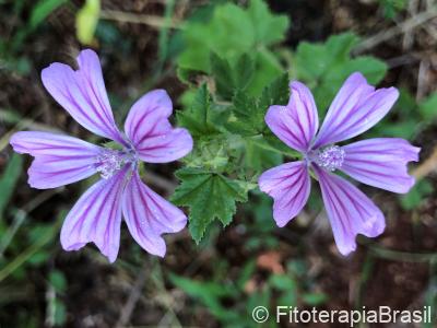 Malva sylvestris