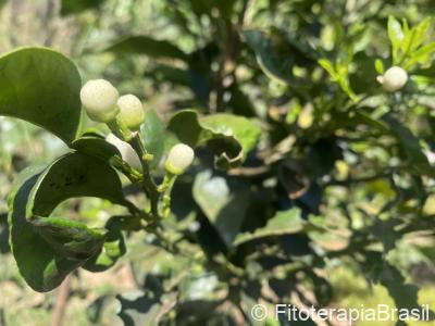 Citrus aurantium