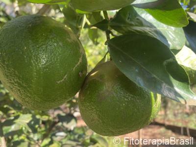 Citrus aurantium