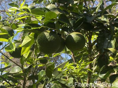 Citrus aurantium