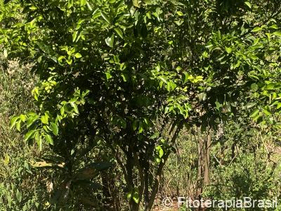Citrus aurantium
