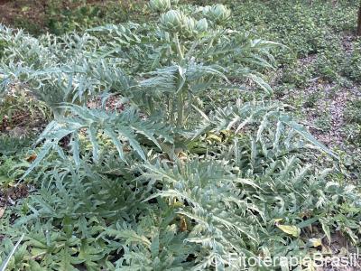 Cynara cardunculus