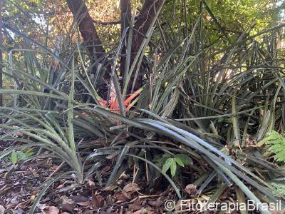Bromelia anticantha