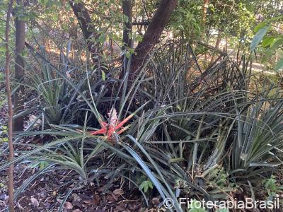 Bromelia anticantha
