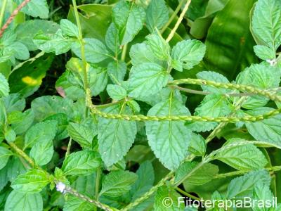 Stachytarpheta cayennensis