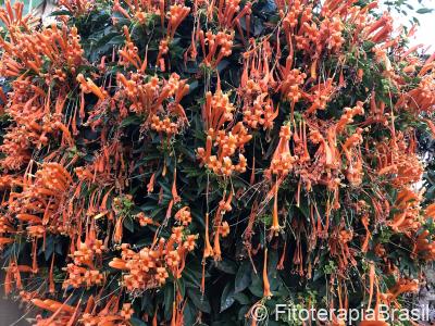 Pyrostegia venusta