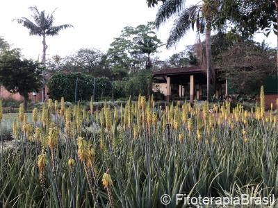 Aloe vera